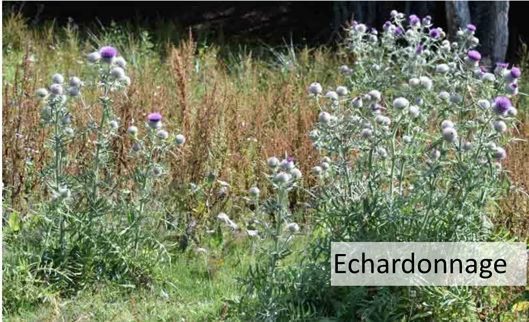 échardonnage